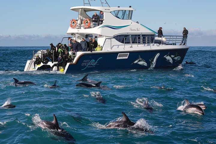 Kaikōura Day Trip from Christchurch: Coastal Walks, Seals & Whale-Watching photo 2