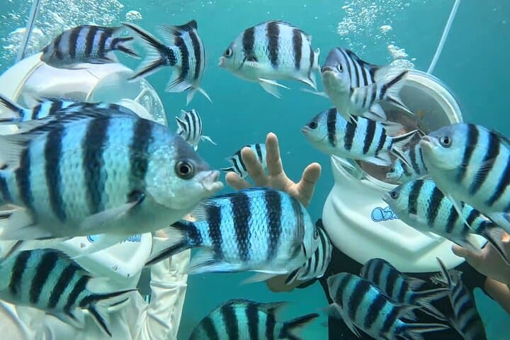 Onna Village Sea Walk Okinawa — Walk the Ocean Floor Among Tropical Fish photo 3