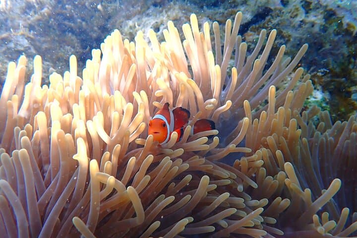 Onna Village Sea Walk Okinawa — Walk the Ocean Floor Among Tropical Fish photo 5