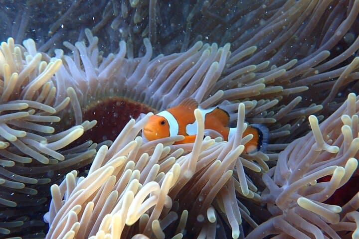 Onna Village Sea Walk Okinawa — Walk the Ocean Floor Among Tropical Fish photo 6