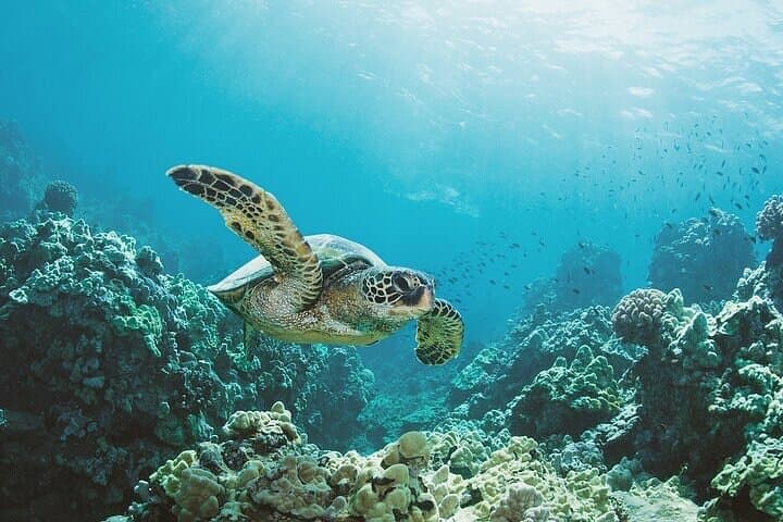 Sail and Snorkel Waikiki: Half-Day Sailing to Hawaiian Reefs photo 3
