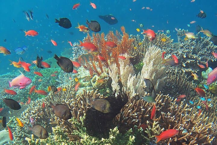 Sail and Snorkel Waikiki: Half-Day Sailing to Hawaiian Reefs photo 5