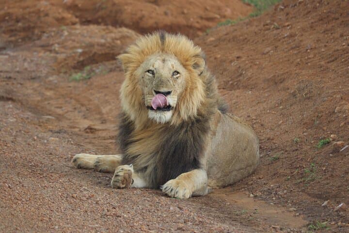 3-Day Ol Pejeta Conservancy Safari: Rhinos, Apes & Big-Game Drives