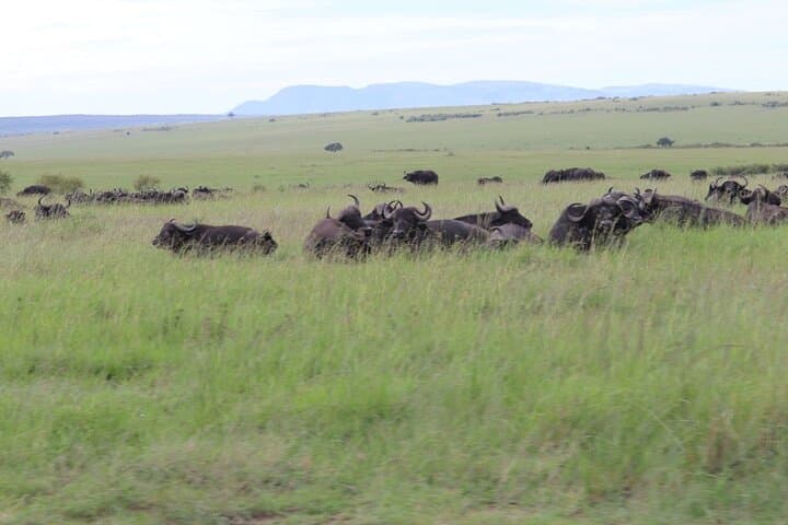 3-Day Ol Pejeta Conservancy Safari: Rhinos, Apes & Big-Game Drives photo 2