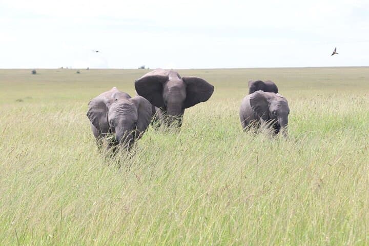 3-Day Ol Pejeta Conservancy Safari: Rhinos, Apes & Big-Game Drives photo 4