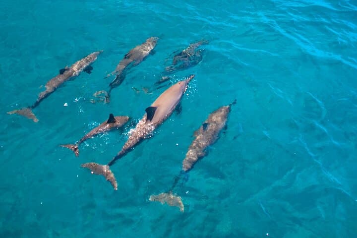 Guam Dolphin Watching Cruise & Fish Eye Underwater Observatory Tour