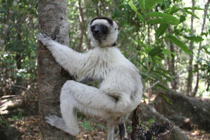 Tsiribihina River Barge & Tsingy de Bemaraha Expedition — 9-Day Madagascar Wilderness Cruise photo 2