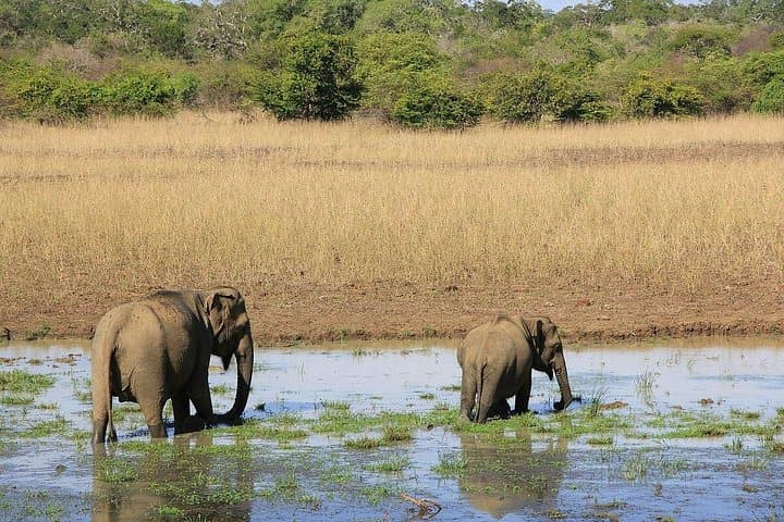Yala National Park Full-Day Safari: Leopard, Elephant & Birdwatching in Sri Lanka