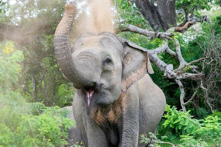 Yala National Park Full-Day Safari: Leopard, Elephant & Birdwatching in Sri Lanka photo 2