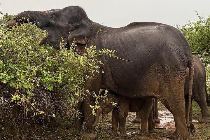 Yala National Park Full-Day Safari: Leopard, Elephant & Birdwatching in Sri Lanka photo 3