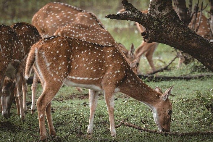 Yala National Park Full-Day Safari: Leopard, Elephant & Birdwatching in Sri Lanka photo 4