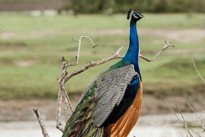 Yala National Park Full-Day Safari: Leopard, Elephant & Birdwatching in Sri Lanka photo 5