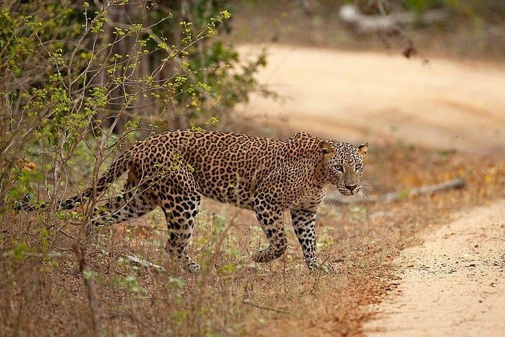 Yala National Park Full-Day Safari: Leopard, Elephant & Birdwatching in Sri Lanka photo 6