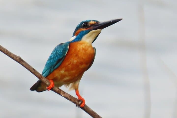 Bird Watching in Colombo: Urban Wetlands & City Birding Tour photo 2