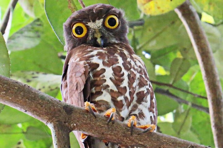 Bird Watching in Colombo: Urban Wetlands & City Birding Tour photo 4