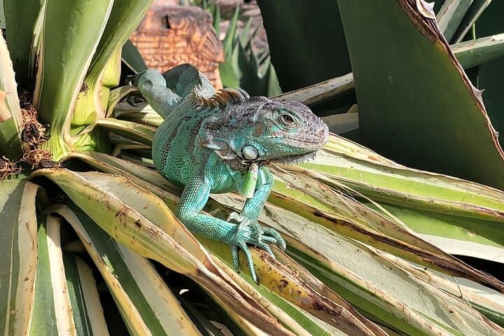 Agadir Crocoparc Family Day Trip: Hotel Transfer & Tickets photo 2
