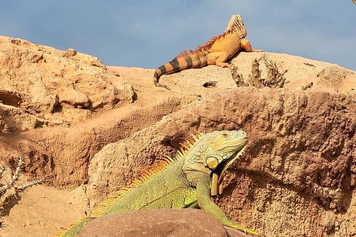 Agadir Crocoparc Family Day Trip: Hotel Transfer & Tickets photo 3