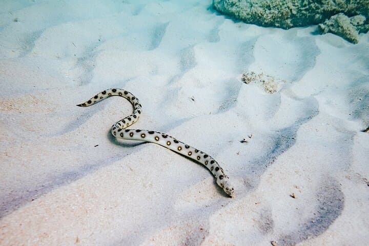 Turtle Spotting Snorkel: Malmok to Tres Trapi — Aruba's Gentle Turtle Corridor photo 4