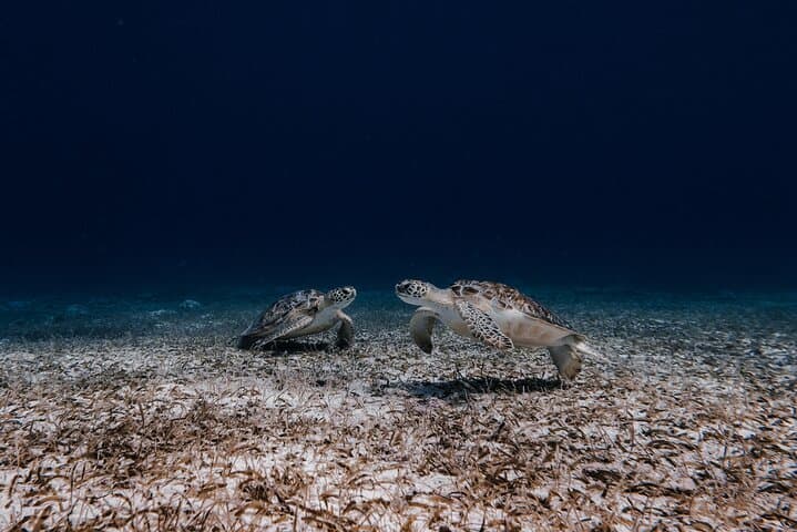 Turtle Spotting Snorkel: Malmok to Tres Trapi — Aruba's Gentle Turtle Corridor photo 3