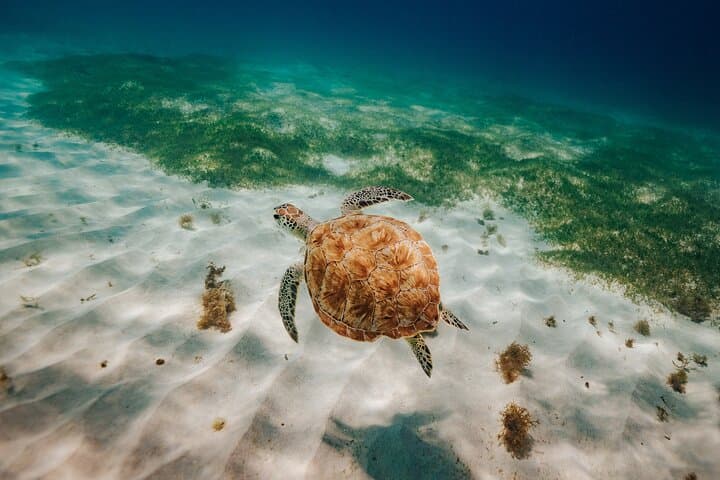 Turtle Spotting Snorkel: Malmok to Tres Trapi — Aruba's Gentle Turtle Corridor photo 6