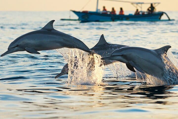 Dolphin House Discovery: Full-Day Snorkeling Cruise from Hurghada photo 2