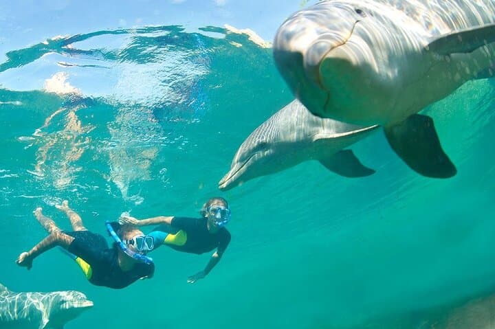 Hurghada Dolphin House Full-Day Snorkeling Cruise with Buffet Lunch
