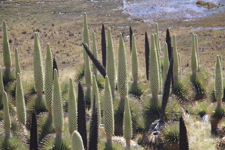 Classic 3-Day Huaraz Tour: Llanganuco, Chavín & Pastoruri Glacier photo 4