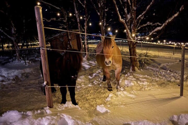 Chasing the Aurora in Alta: Northern Lights Hunt with Arctic Animal Visit