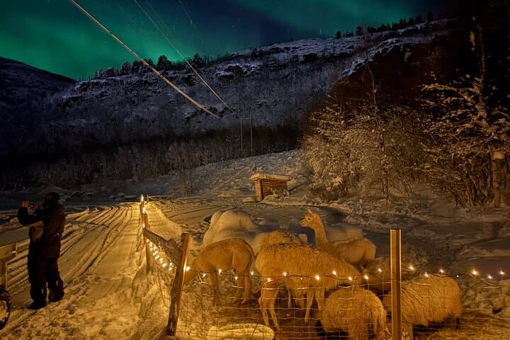 Chasing the Aurora in Alta: Northern Lights Hunt with Arctic Animal Visit photo 4