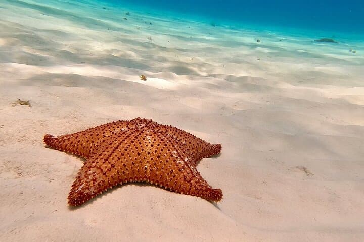 Cozumel Snorkeling: El Cielo, Palancar, El Cielito and Colombia Reef Adventure photo 3