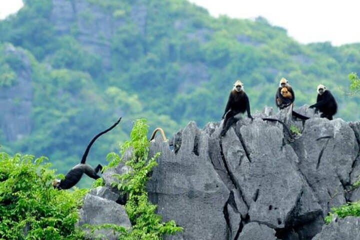 Half-Day Cat Ba Jungle Trail and Hidden Cave Guided Tour photo 4