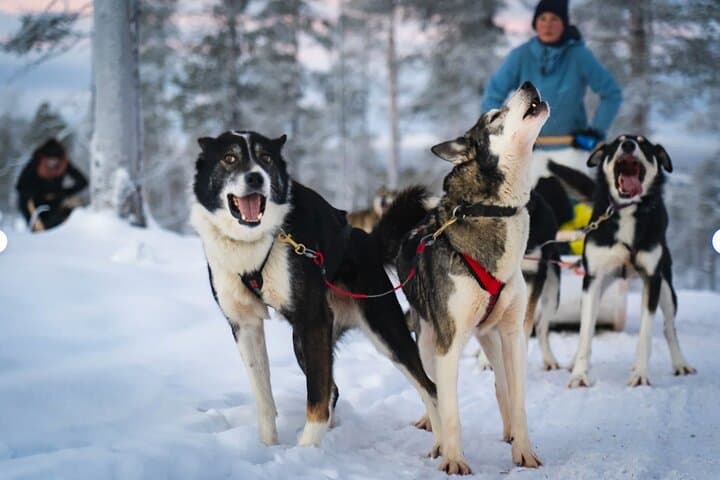 Husky Adventure 10km — Saariselkä Husky Safari & Mushing Experience photo 4
