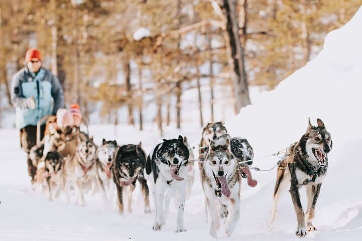 Husky Adventure 10km — Saariselkä Husky Safari & Mushing Experience