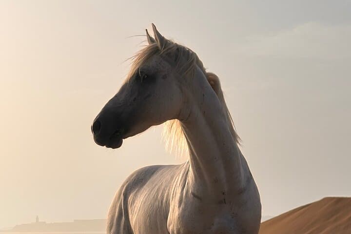 Horseback Riding on Essaouira's Atlantic Beaches — Scenic One-Hour Rides & Practical Tips photo 3