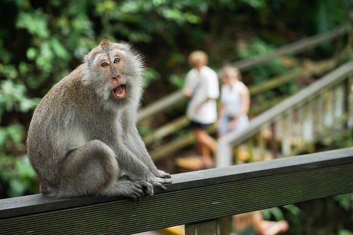 Ubud Private Tour: Monkey Forest, Waterfall, Rice Terraces & Water Temple photo 6