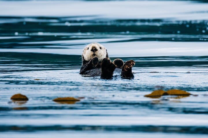 Sitka Wildlife Photography Workshop: Full-Day Private Boat Tour photo 4