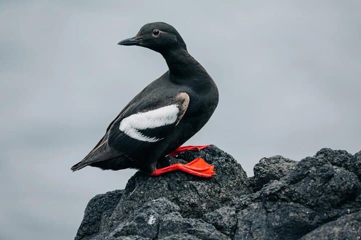 Sitka Wildlife Photography Workshop: Full-Day Private Boat Tour photo 5