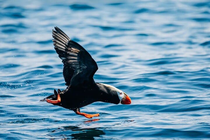 Sitka Wildlife Photography Workshop: Full-Day Private Boat Tour photo 2