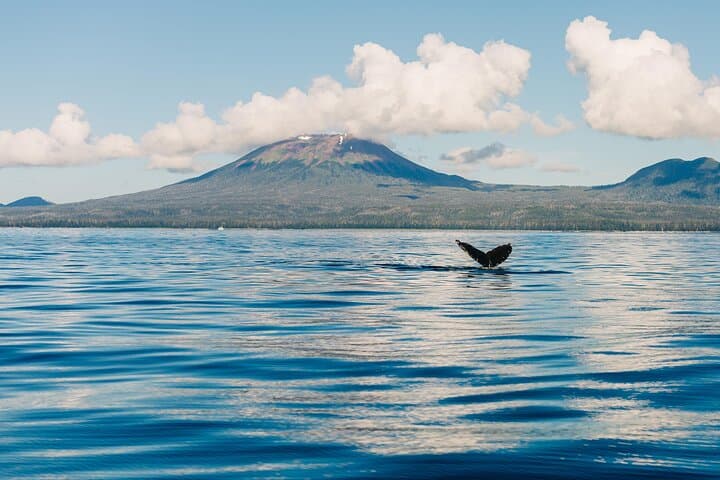 Sitka Wildlife Photography Workshop: Full-Day Private Boat Tour photo 6