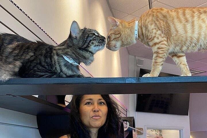 Cat Café Maui: Relax with Rescue Cats at Queen Kaahumanu Center photo 1