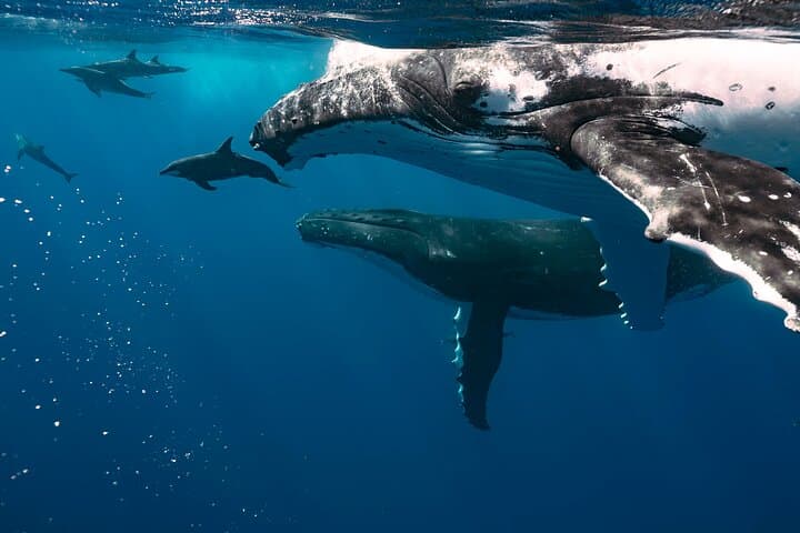 Small-Group Half-Day Whale Watching in Moorea — Ethical Sailboat Encounters