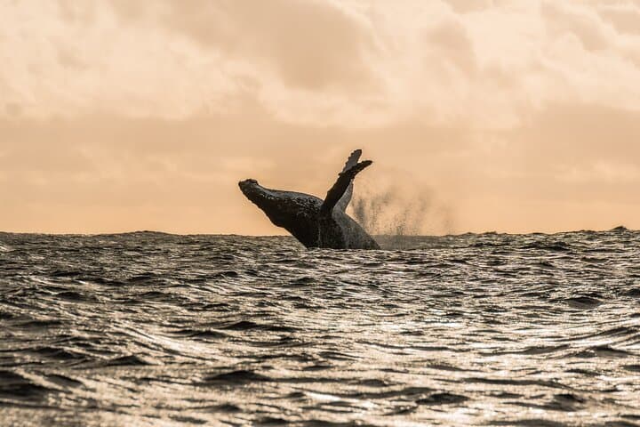 Small-Group Half-Day Whale Watching in Moorea — Ethical Sailboat Encounters photo 5