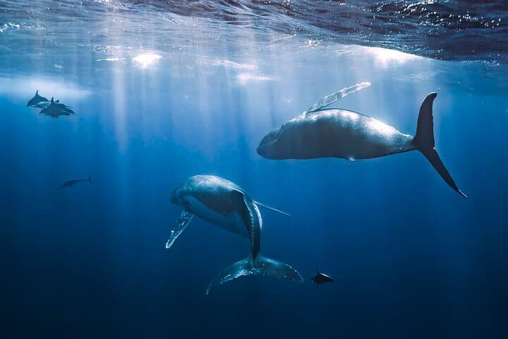 Private Moorea Whale-Watching Half-Day: Ethical Marine Encounters photo 5