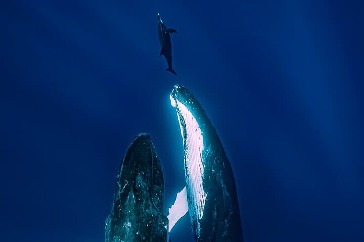 Private Moorea Whale-Watching Half-Day: Ethical Marine Encounters photo 6