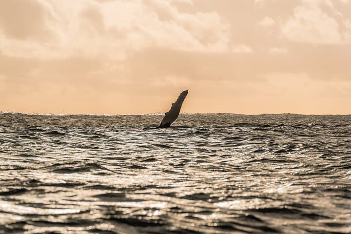 Small-Group Half-Day Whale Watching in Moorea — Ethical Sailboat Encounters photo 3
