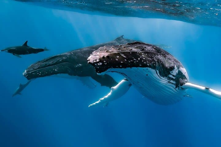 Small-Group Half-Day Whale Watching in Moorea — Ethical Sailboat Encounters photo 4