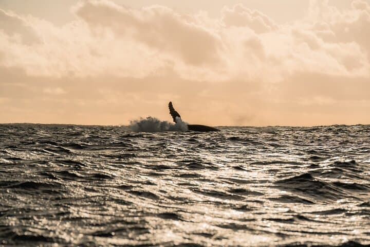 Small-Group Half-Day Whale Watching in Moorea — Ethical Sailboat Encounters photo 6