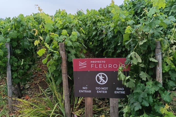 Vik Winery Historical Tour & Millahue Valley Wine Tasting from Santiago photo 6
