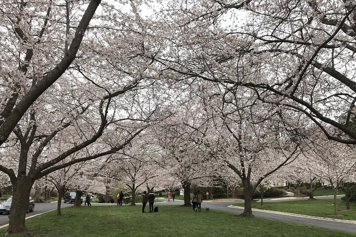 Kenwood Cherry Blossoms: Quiet Half-Day Escape from Washington DC photo 5