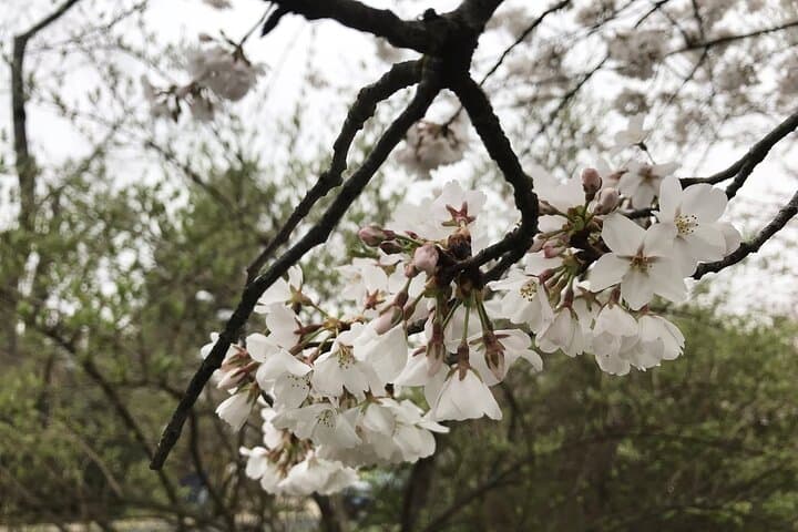 Kenwood Cherry Blossoms: Quiet Half-Day Escape from Washington DC photo 6